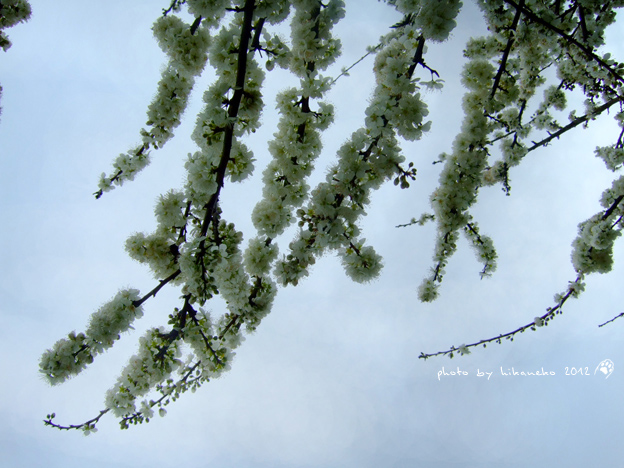 DSCF6193.jpg DSCF6193.jpg