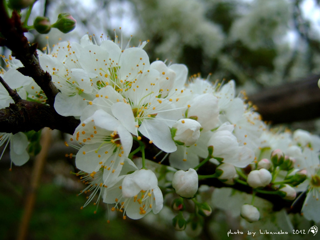 DSCF6195.jpg DSCF6195.jpg