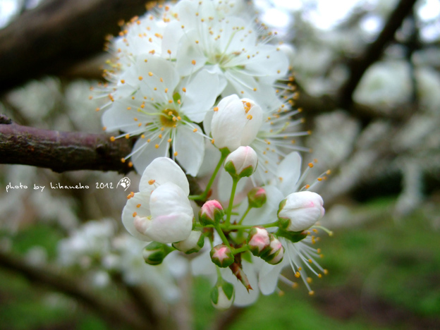 DSCF6196.jpg DSCF6196.jpg