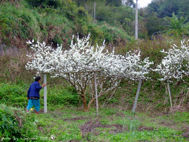 DSCF6197.jpg DSCF6197.jpg