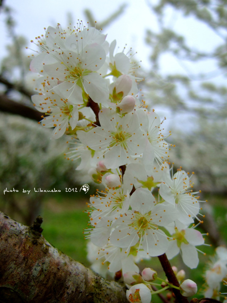 DSCF6206.jpg DSCF6206.jpg