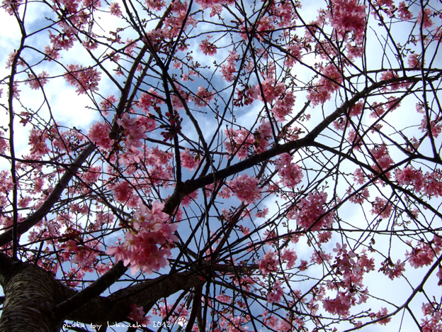 DSCF6449 DSCF6449