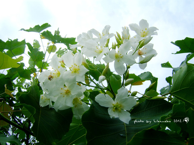 DSCF6703 DSCF6703