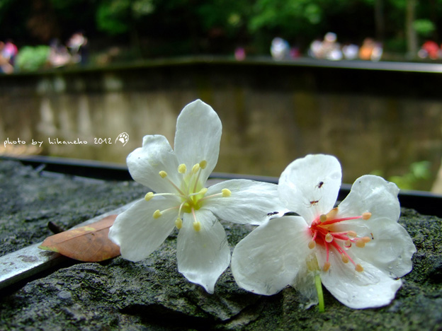 DSCF6724 DSCF6724