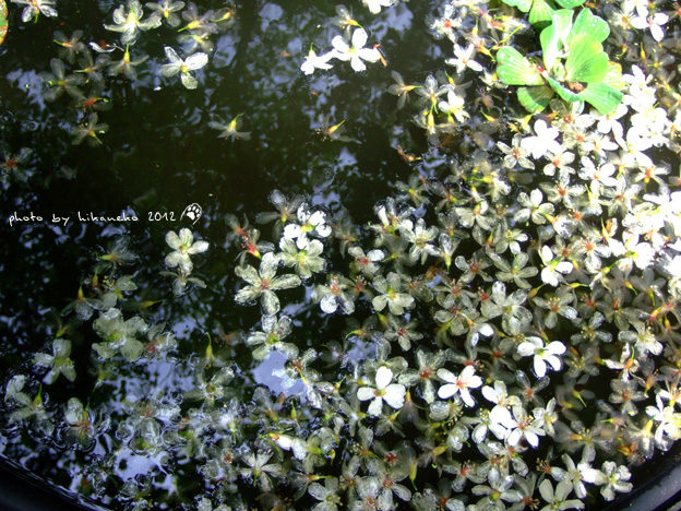DSCF6728 DSCF6728