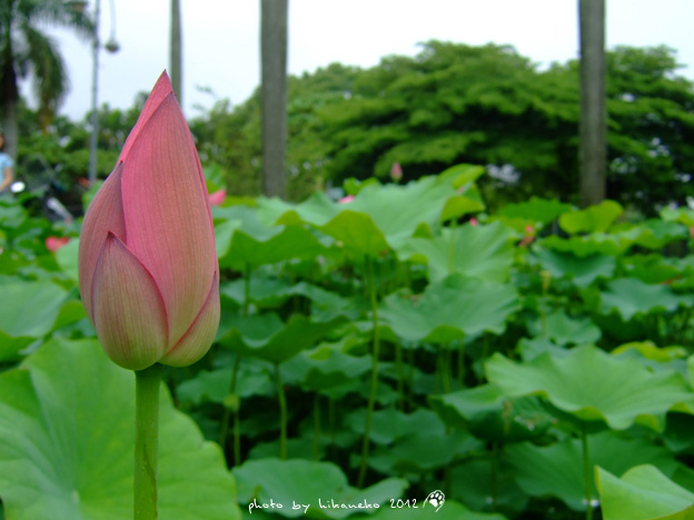 DSCF7068 DSCF7068