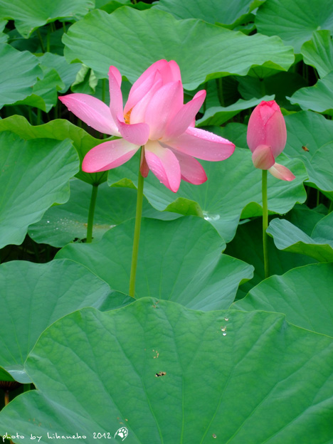 DSCF7082 DSCF7082