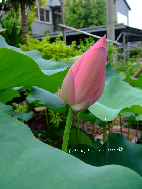 DSCF7098 DSCF7098