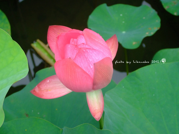 DSCF7142 DSCF7142