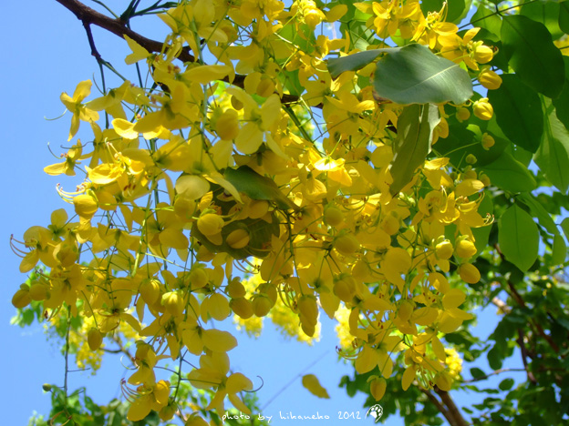 DSCF7220 DSCF7220