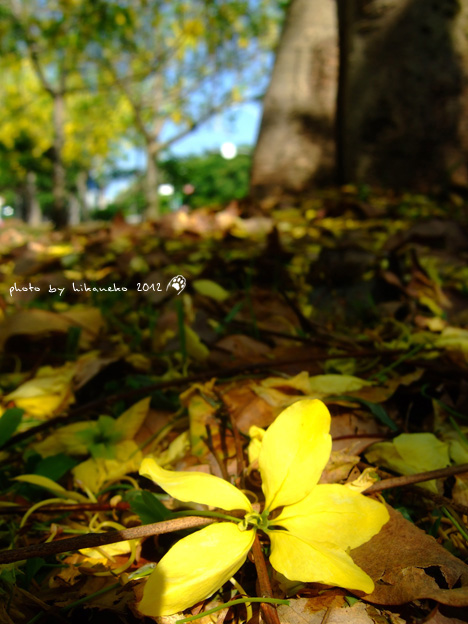 DSCF7237 DSCF7237