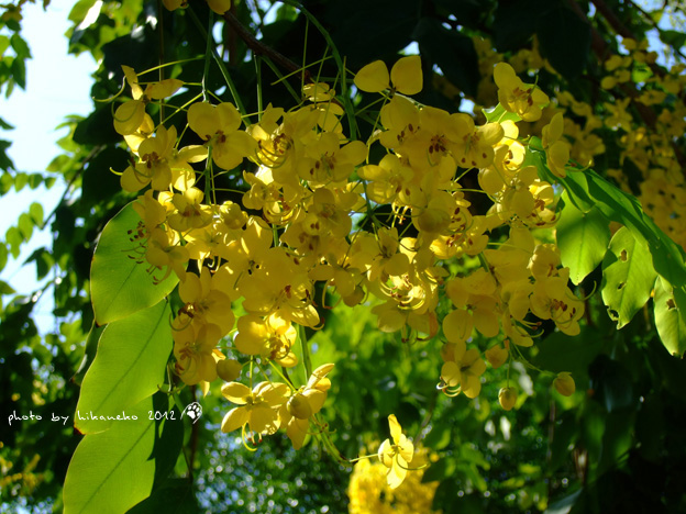 DSCF7274 DSCF7274
