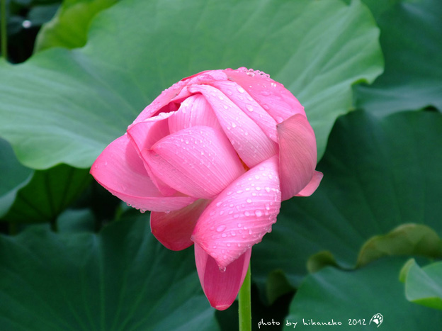 DSCF0031 DSCF0031