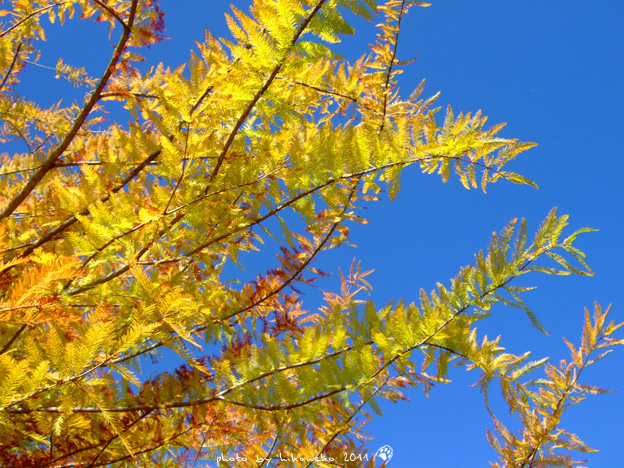 DSCF4239 DSCF4239