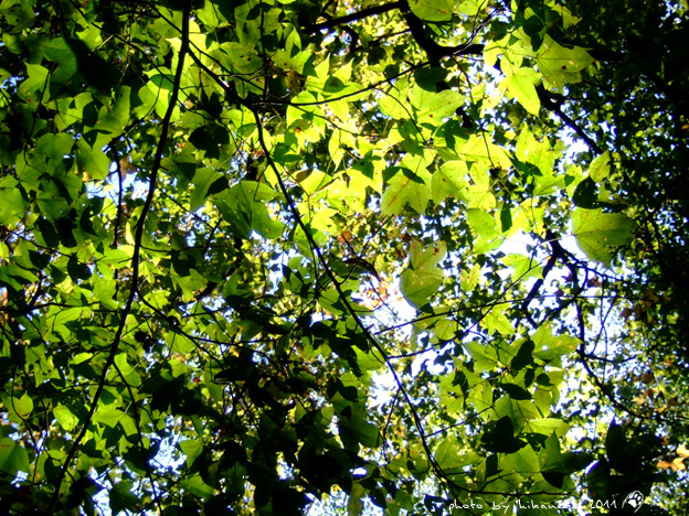 DSCF4271 DSCF4271