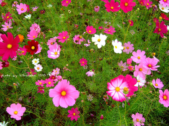 DSCF9384.jpg DSCF9384.jpg