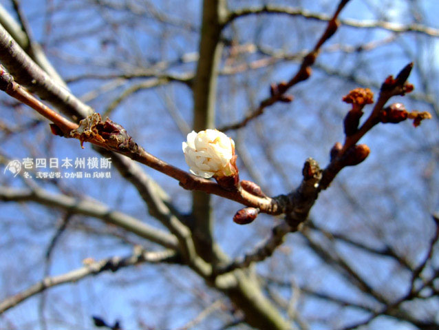 DSCF6318.jpg DSCF6318.jpg