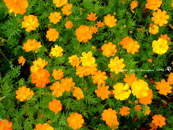 DSCF9351.jpg DSCF9351.jpg