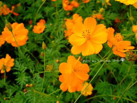 DSCF9350.jpg DSCF9350.jpg