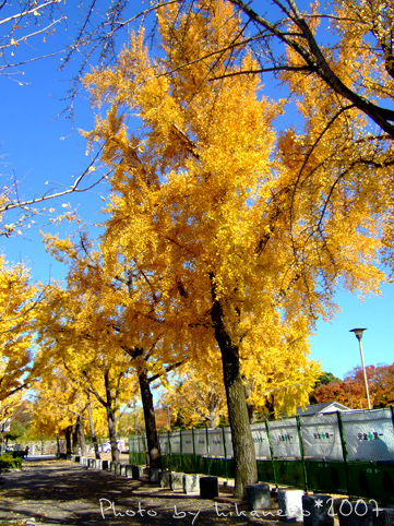 2007_11300158還是很キラキラ!!.JPG 2007_11300158還是很キラキラ!!.JPG