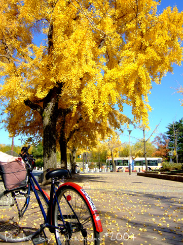 2007_11300161我的腳踏車與銀杏樹.JPG
