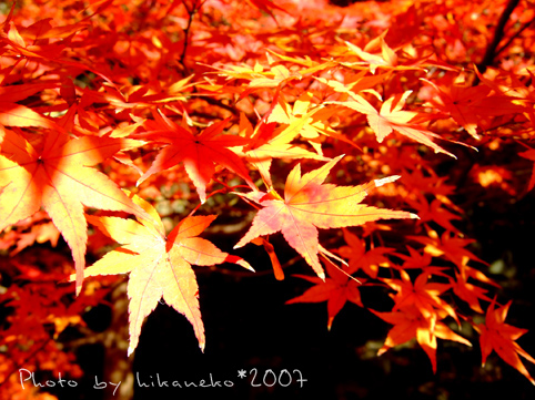 2007_11300256姬路城‧埋門這邊的紅葉更好看!.JPG 2007_11300256姬路城‧埋門這邊的紅葉更好看!.JPG