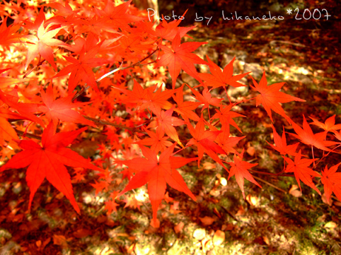 2007_11300258姬路城‧看到這些就滿足了。.JPG 2007_11300258姬路城‧看到這些就滿足了。.JPG