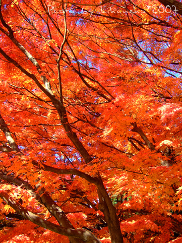 2007_11300264姬路城‧好想坐在下面喝茶.JPG 2007_11300264姬路城‧好想坐在下面喝茶.JPG