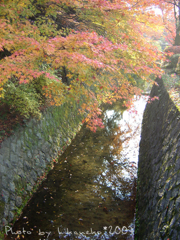 2007_1202080_哲學之道‧太陽會不會提早下山啊?.JPG 2007_1202080_哲學之道‧太陽會不會提早下山啊?.JPG