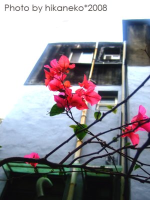 20083242.jpg 20083242.jpg