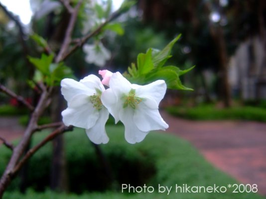 20083245.jpg 20083245.jpg