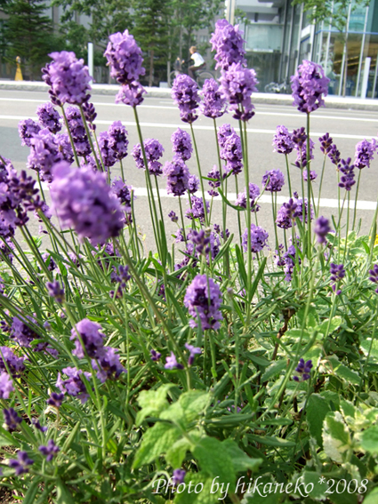 DSCF2254_路邊的薰衣草已經開到快謝掉了.jpg DSCF2254_路邊的薰衣草已經開到快謝掉了.jpg