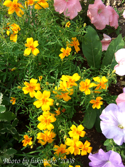 DSCF2255_不知名的小花1.jpg DSCF2255_不知名的小花1.jpg