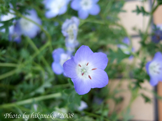 DSCF2281_不知名的小花3.jpg DSCF2281_不知名的小花3.jpg