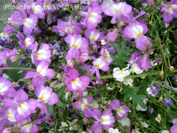 DSCF2282_不知名的小花4.jpg DSCF2282_不知名的小花4.jpg