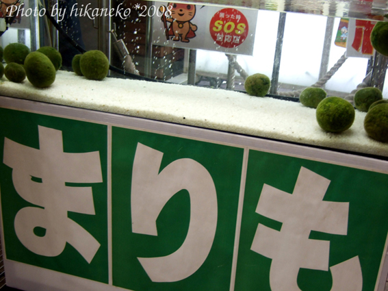DSCF2307_阿寒湖的綠藻球也來湊一腳.jpg DSCF2307_阿寒湖的綠藻球也來湊一腳.jpg