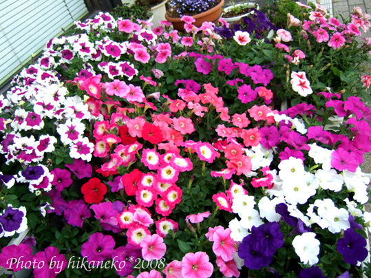 DSCF2642_美瑛街道‧爭奇鬥豔的矮牽牛.jpg DSCF2642_美瑛街道‧爭奇鬥豔的矮牽牛.jpg