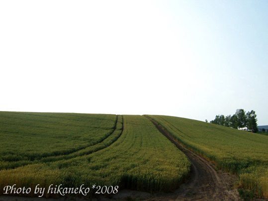 DSCF2654_貼布之路‧小麥田3.jpg DSCF2654_貼布之路‧小麥田3.jpg