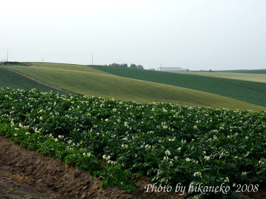 DSCF2669_貼布之路‧馬鈴薯開花2.jpg DSCF2669_貼布之路‧馬鈴薯開花2.jpg
