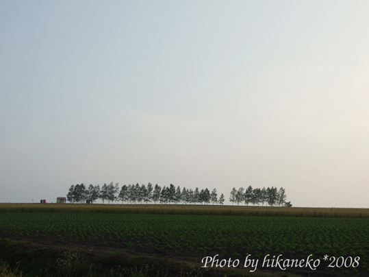 DSCF2712_貼布之路‧像童話般的落葉松.jpg DSCF2712_貼布之路‧像童話般的落葉松.jpg