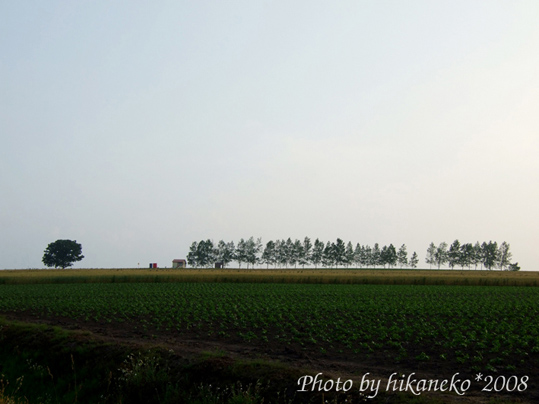 DSCF2714_貼布之路‧「Seven Star之木」(左)與落葉松.jpg DSCF2714_貼布之路‧「Seven Star之木」(左)與落葉松.jpg