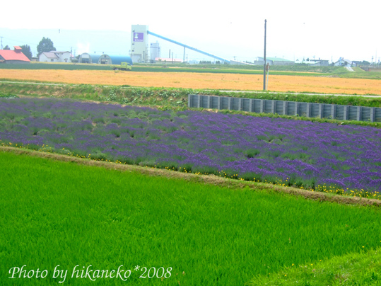 DSCF2873_空氣中都是薰衣草的味道.jpg DSCF2873_空氣中都是薰衣草的味道.jpg