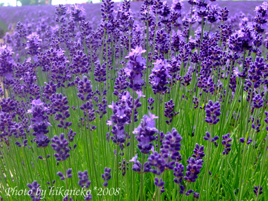 DSCF2880_聞到花香了嗎.jpg DSCF2880_聞到花香了嗎.jpg