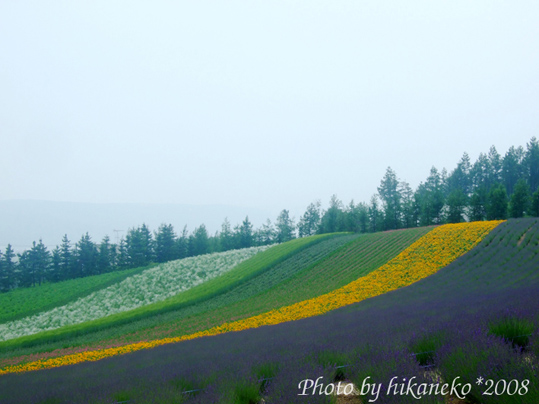 DSCF2893_富田農場‧今年顏色不太好看的彩虹花田.jpg