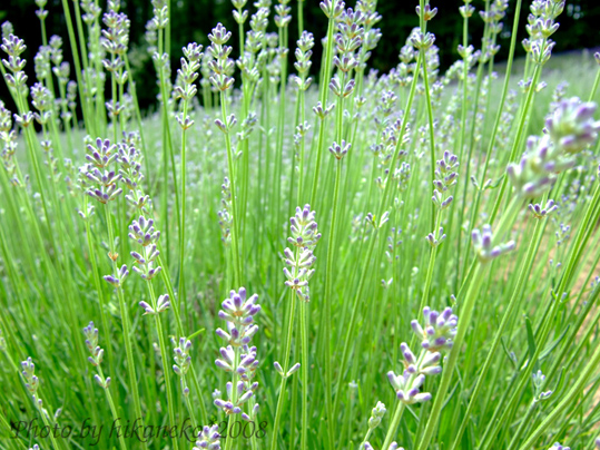 DSCF2931_薰衣草5.jpg DSCF2931_薰衣草5.jpg