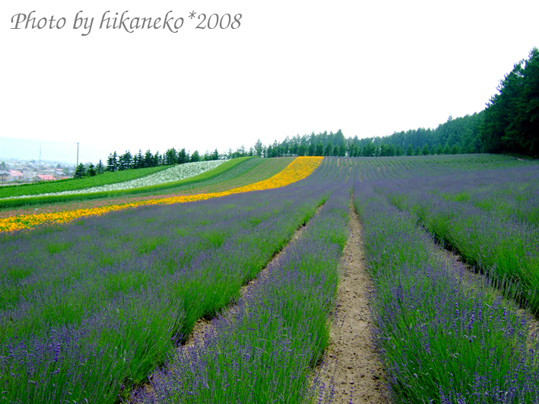 DSCF2951_富田農場‧彩虹花田4.jpg DSCF2951_富田農場‧彩虹花田4.jpg