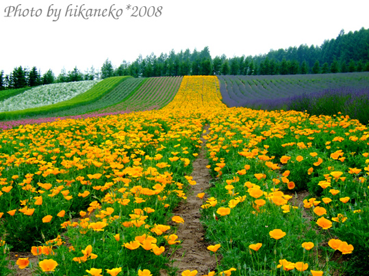 DSCF2953_富田農場‧彩虹花田5.jpg DSCF2953_富田農場‧彩虹花田5.jpg