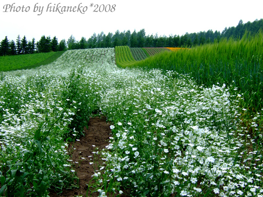 DSCF2956_彩虹花田裡的霞草.jpg DSCF2956_彩虹花田裡的霞草.jpg