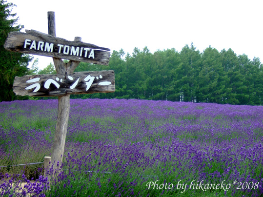 DSCF2990_薰衣草8.jpg DSCF2990_薰衣草8.jpg