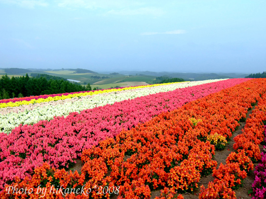DSCF3078_四季彩之丘2.jpg DSCF3078_四季彩之丘2.jpg